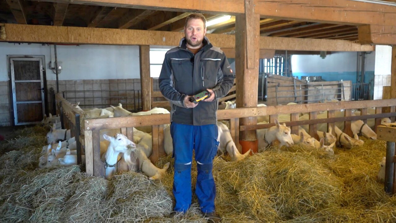 Feedo Futterband ist auch für Schafe und Ziegen bestens geeignet!