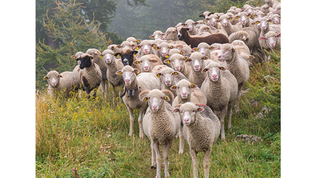 Biosano ist für Schafe/Ziegen einsetzbar
