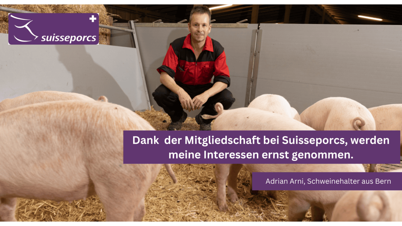 Suisseporcs die Interessenvertretung der Schweizer Schweinehaltung