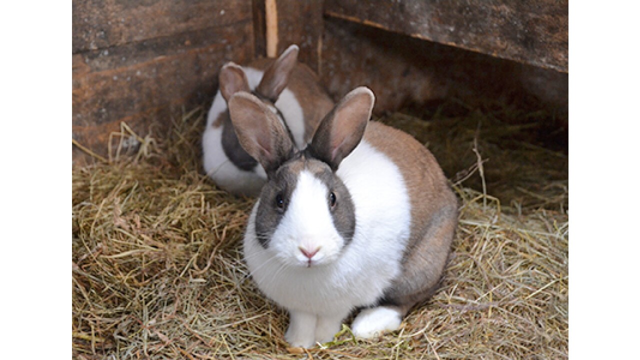 Biosano ist für Kaninchen einsetzbar