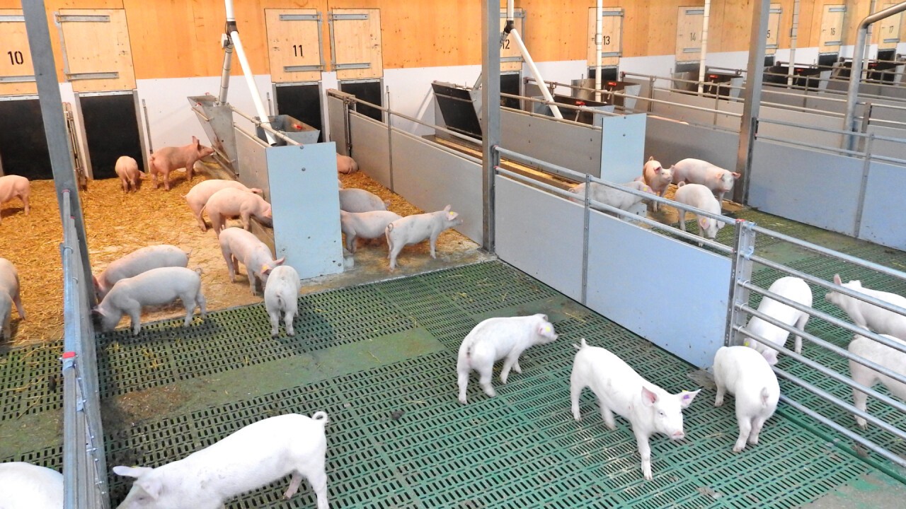 Tierwohlstall Auslauf mit Fress- und Mistbereich