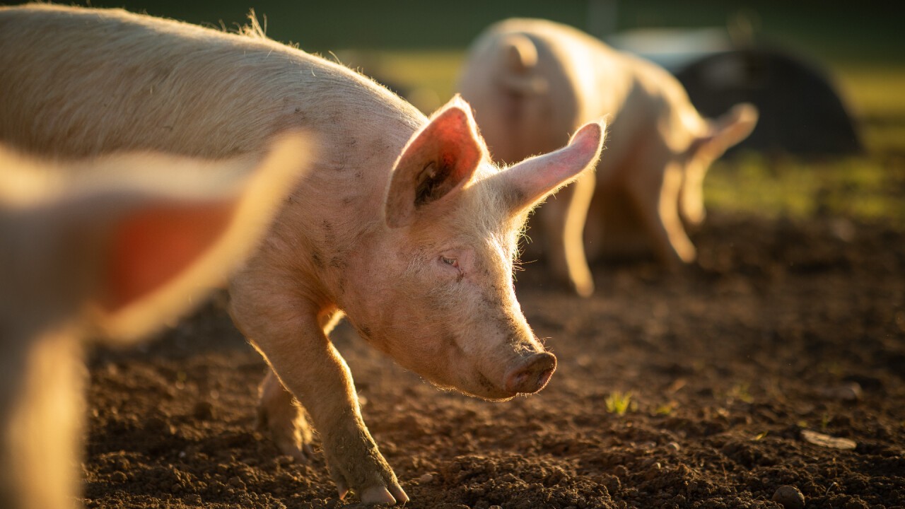 Kräuter haben einen sehr positiven Einfluss auf die Schweinegesundheit