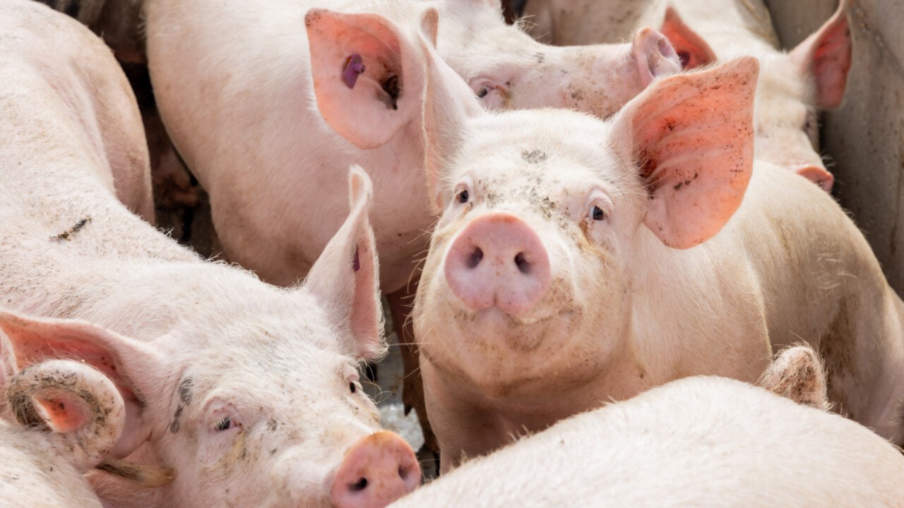Pig Fit - Für saustarke Schweine