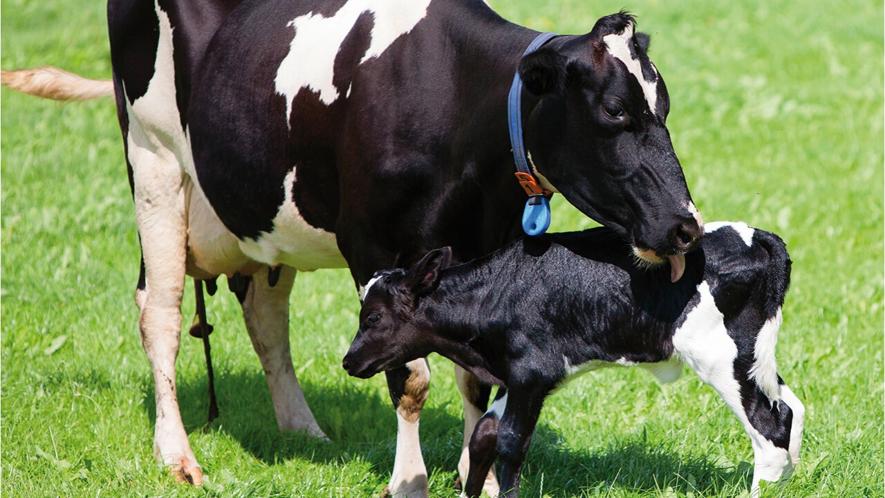 Bedarfsgerechte Versorgung der Milchkühe - Für einen optimalen Start in die Laktation.