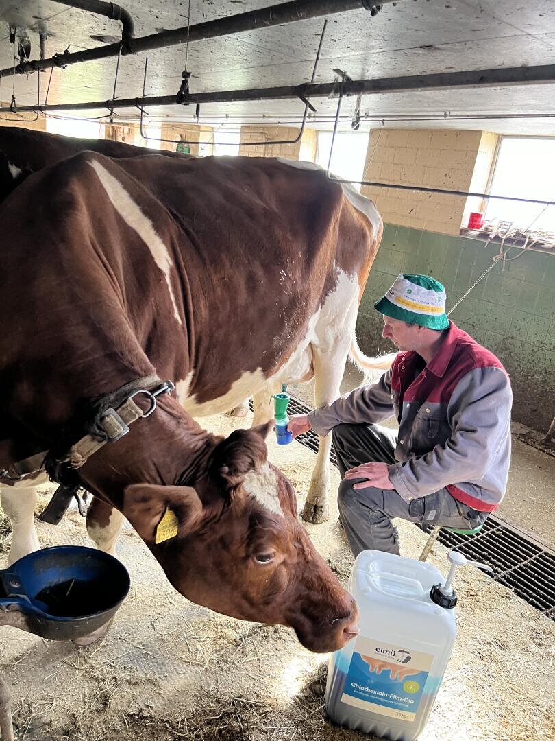 Eine Person mit einem bunten Hut sitzt neben einer braun-weißen Kuh in einem Stall und bereitet sich darauf vor, sie zu melken. Die Kuh frisst aus einem Trog, und ein großer Behälter mit der Aufschrift Chlorhexidin Dip 4% steht in der Nähe auf dem Boden.