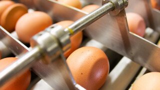 Einrichtung Eierproduktion