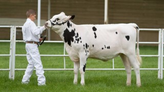 Dienstleistungen für Tierzucht, Zuchtprogramme